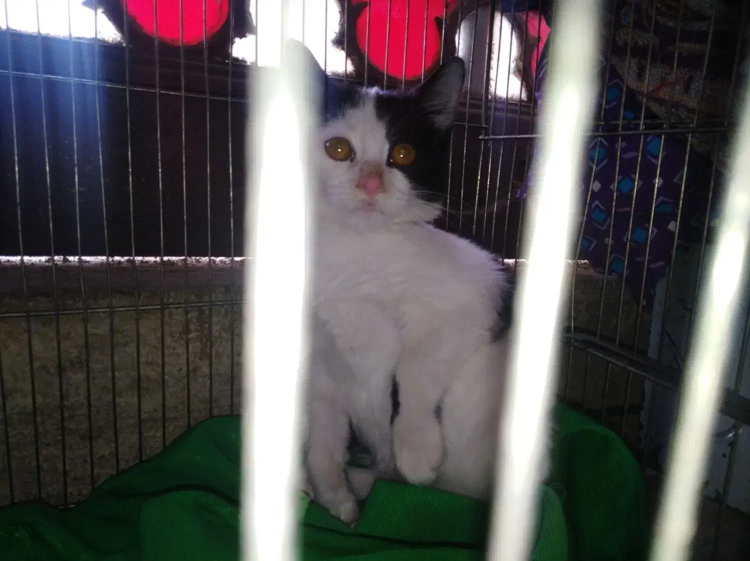 واگذاری رایگان|گربه|شیراز, شهرک مفتح|دیوار