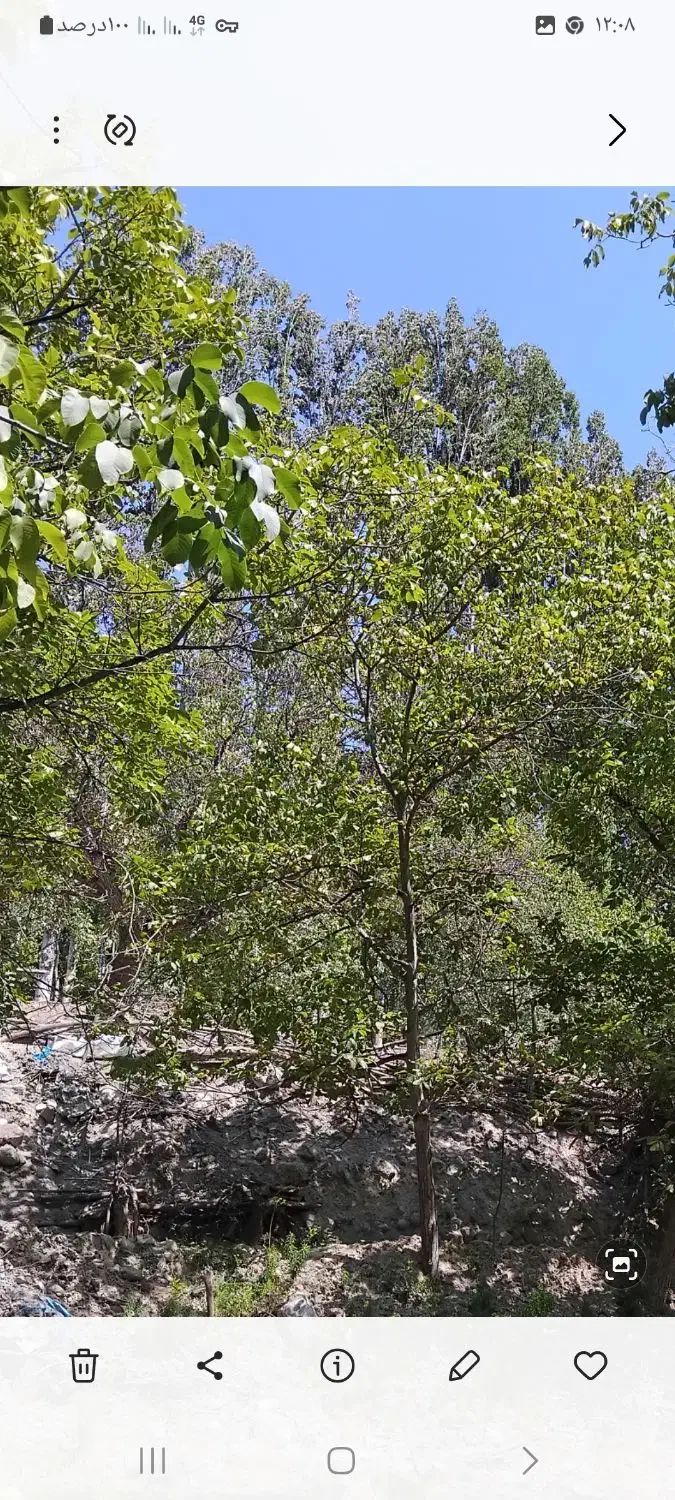 باغ کشاورزی|فروش زمین و ملک کلنگی|شهمیرزاد, |دیوار