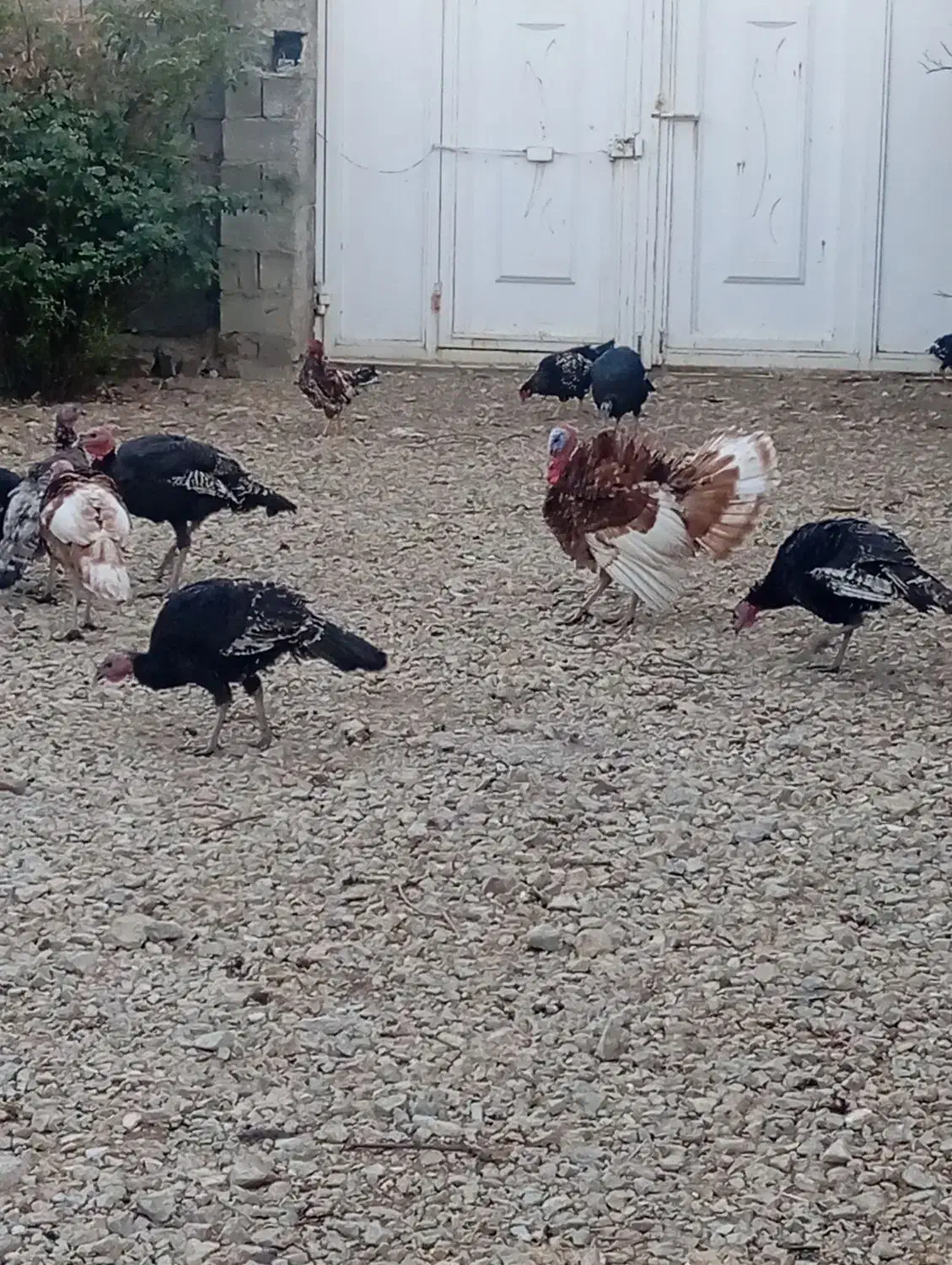 بوقلمون نر و ماده واکسن خورده|حیوانات مزرعه|تویسرکان, |دیوار