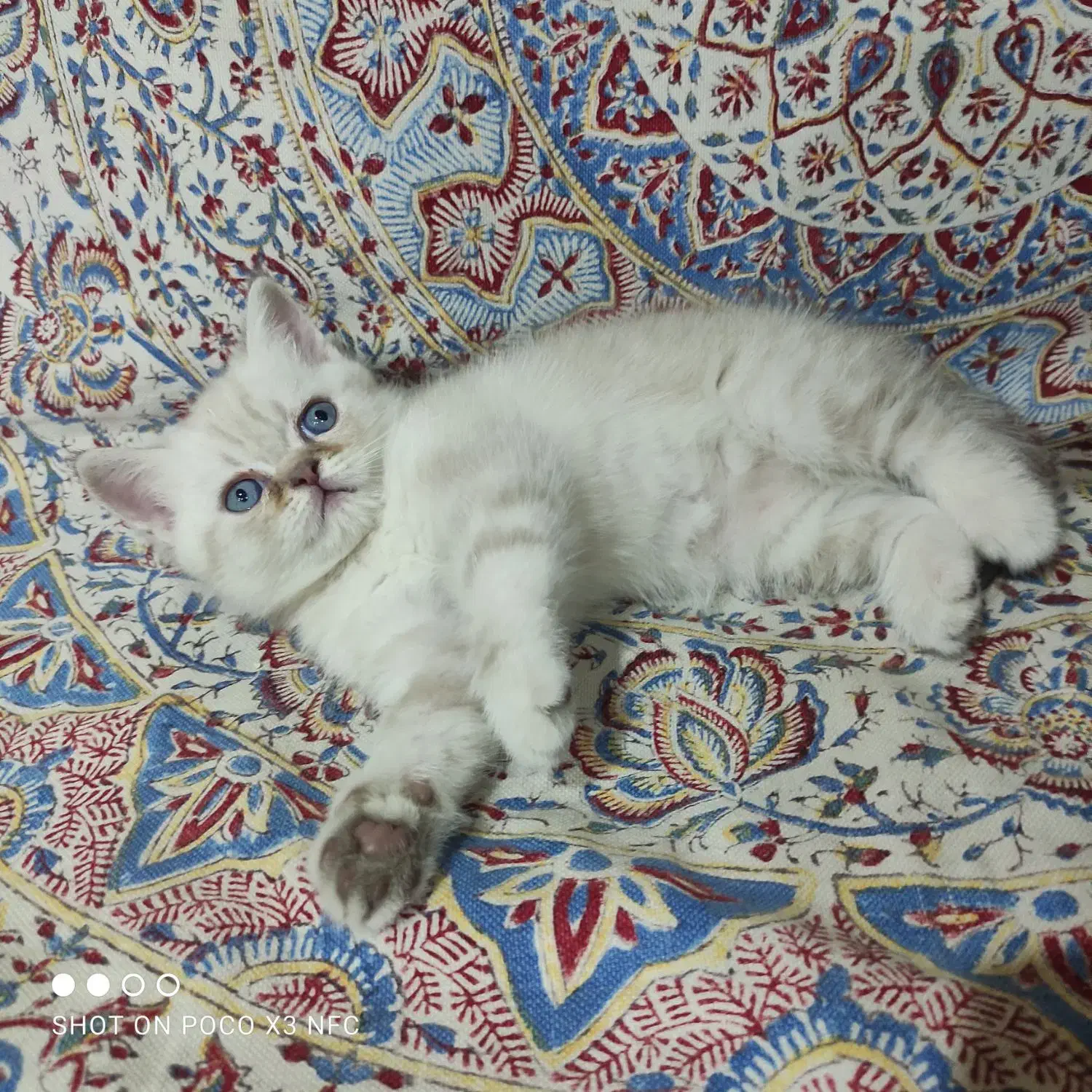 واگذاری توله اسکاتیش|گربه|تهران, جیحون|دیوار