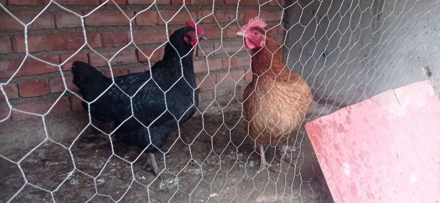 مرغ محلی|حیوانات مزرعه|لیلان, |دیوار