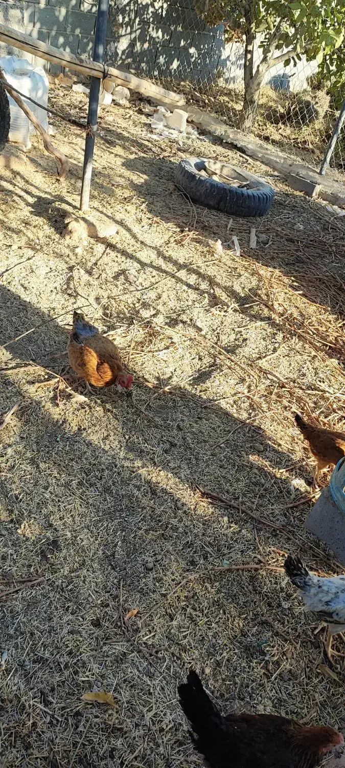 مرغ و خروس و بوقلمون محلی|حیوانات مزرعه|شیراز, جانبازان|دیوار