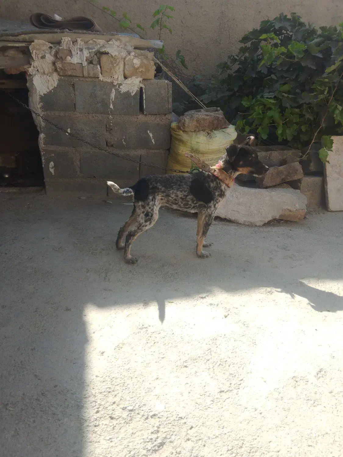 سگ پاکوتاه نر|سگ|شیروان (خراسان), |دیوار