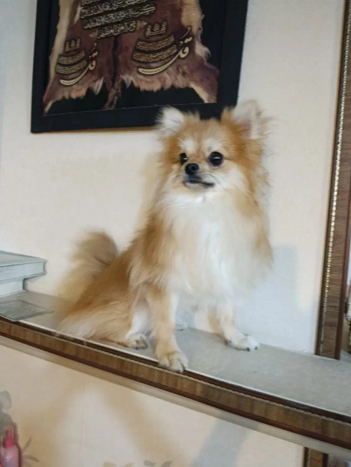 سگ پامرین|سگ|گرگان, |دیوار