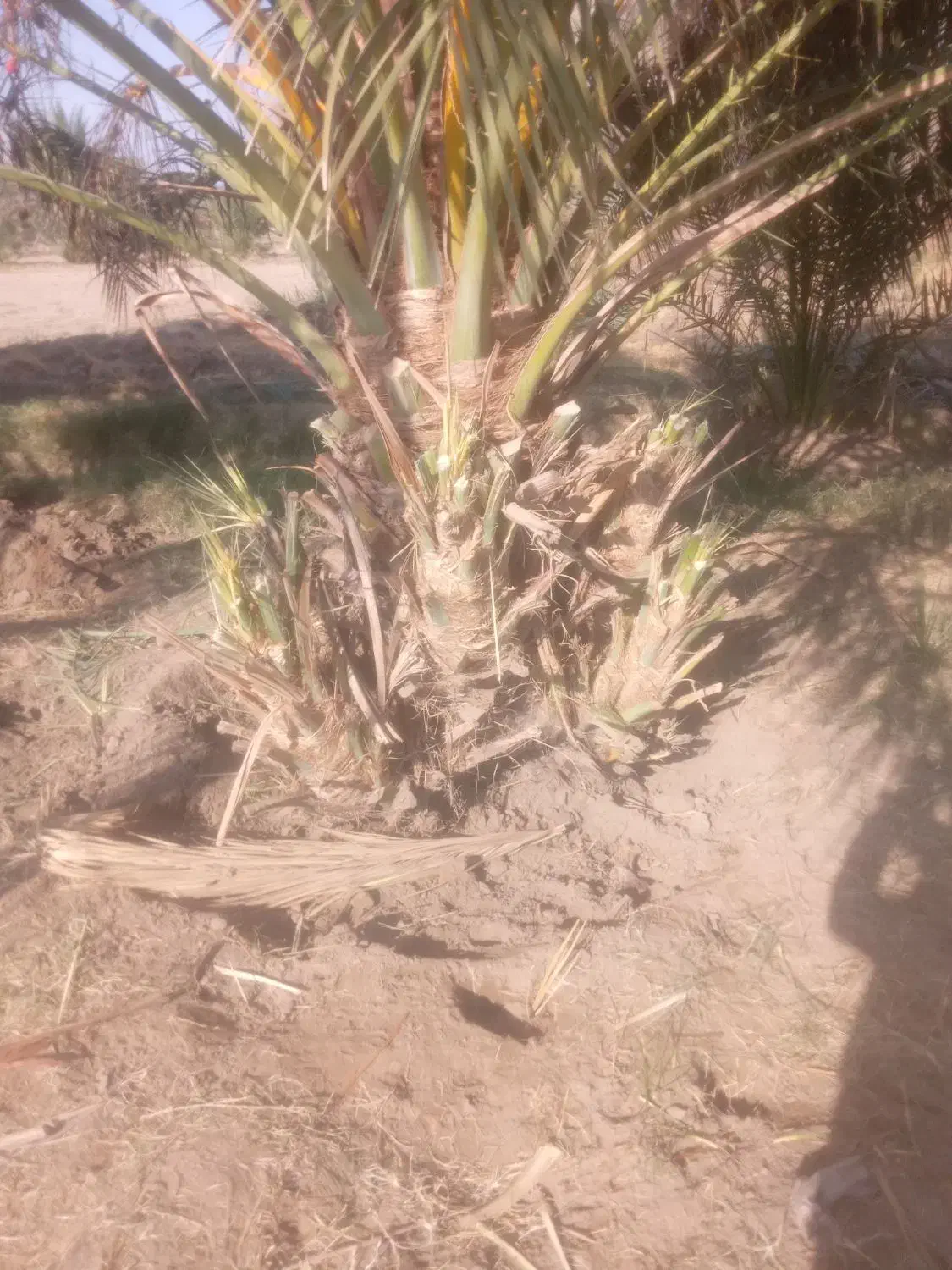 فروش پاجوش نخل مضافتی|گل و گیاه طبیعی|کلاتان, |دیوار