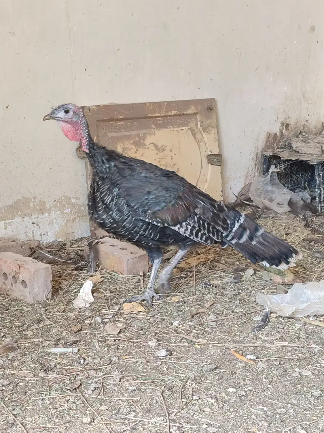 بوقلمون ماده|حیوانات مزرعه|پائین جام, |دیوار