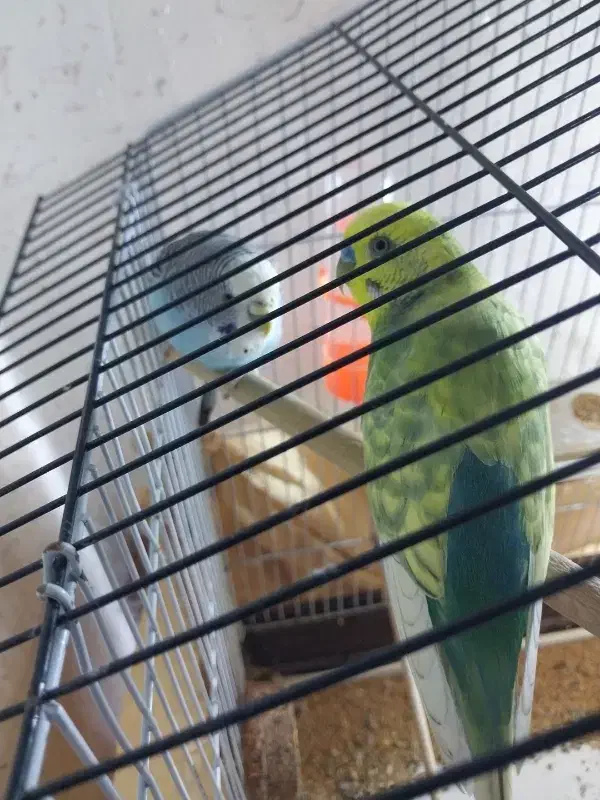 یک جفت مرغ عشق|پرنده|مبارکه, |دیوار