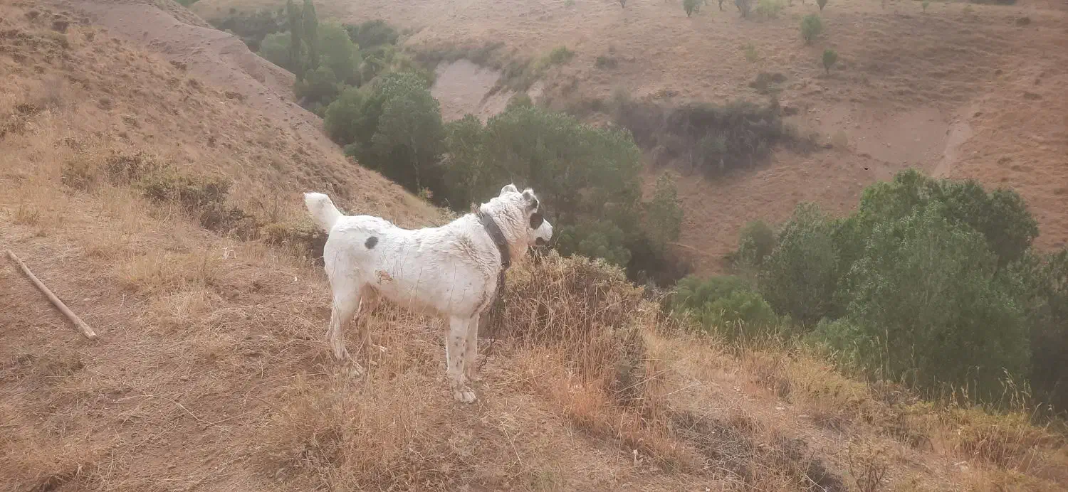 سگ گله  گمشده|حیوانات|آوج, |دیوار