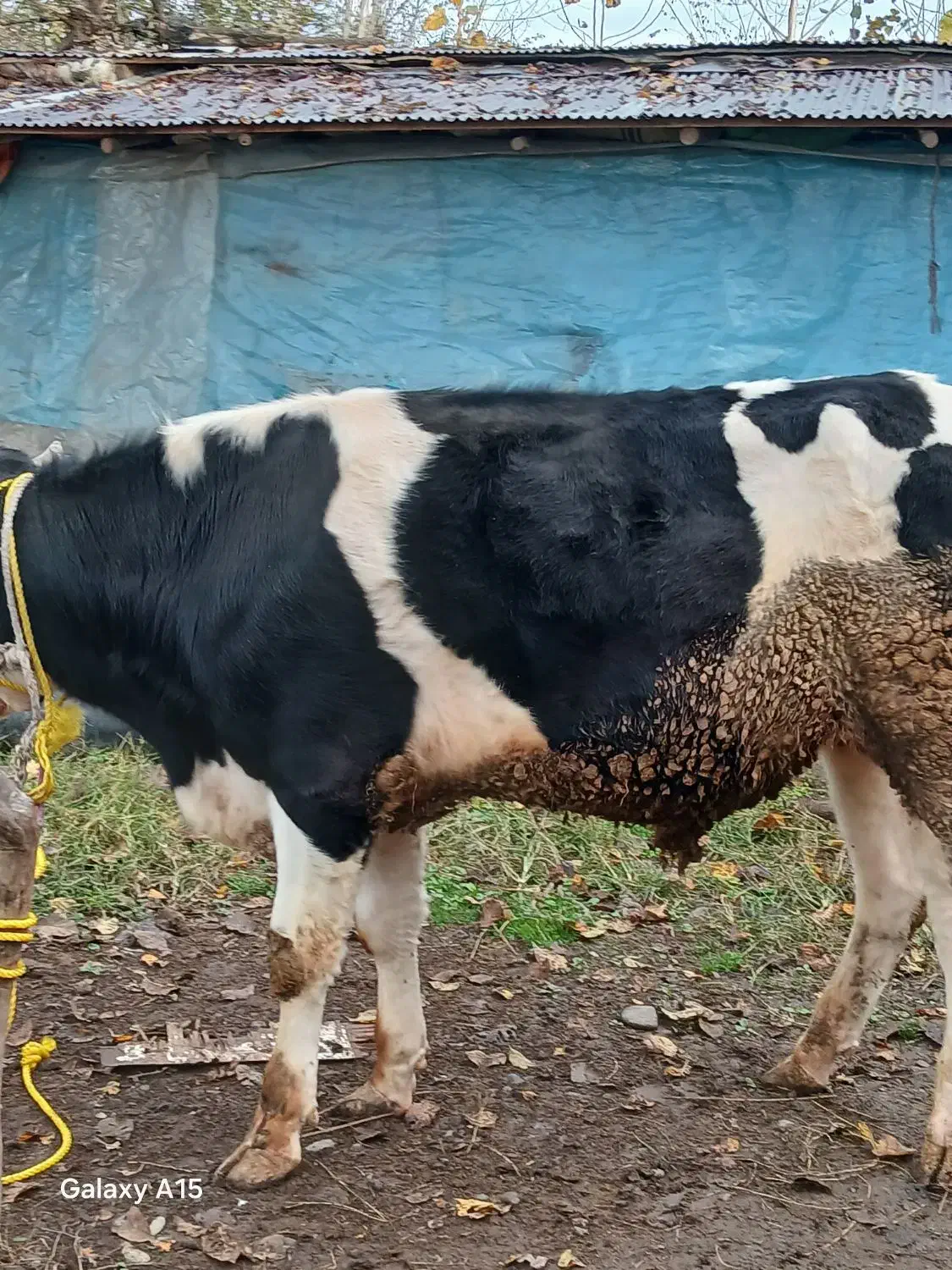 گاو نر هلشتاین اصیل ورزا گوساله|حیوانات مزرعه|سنگر, |دیوار