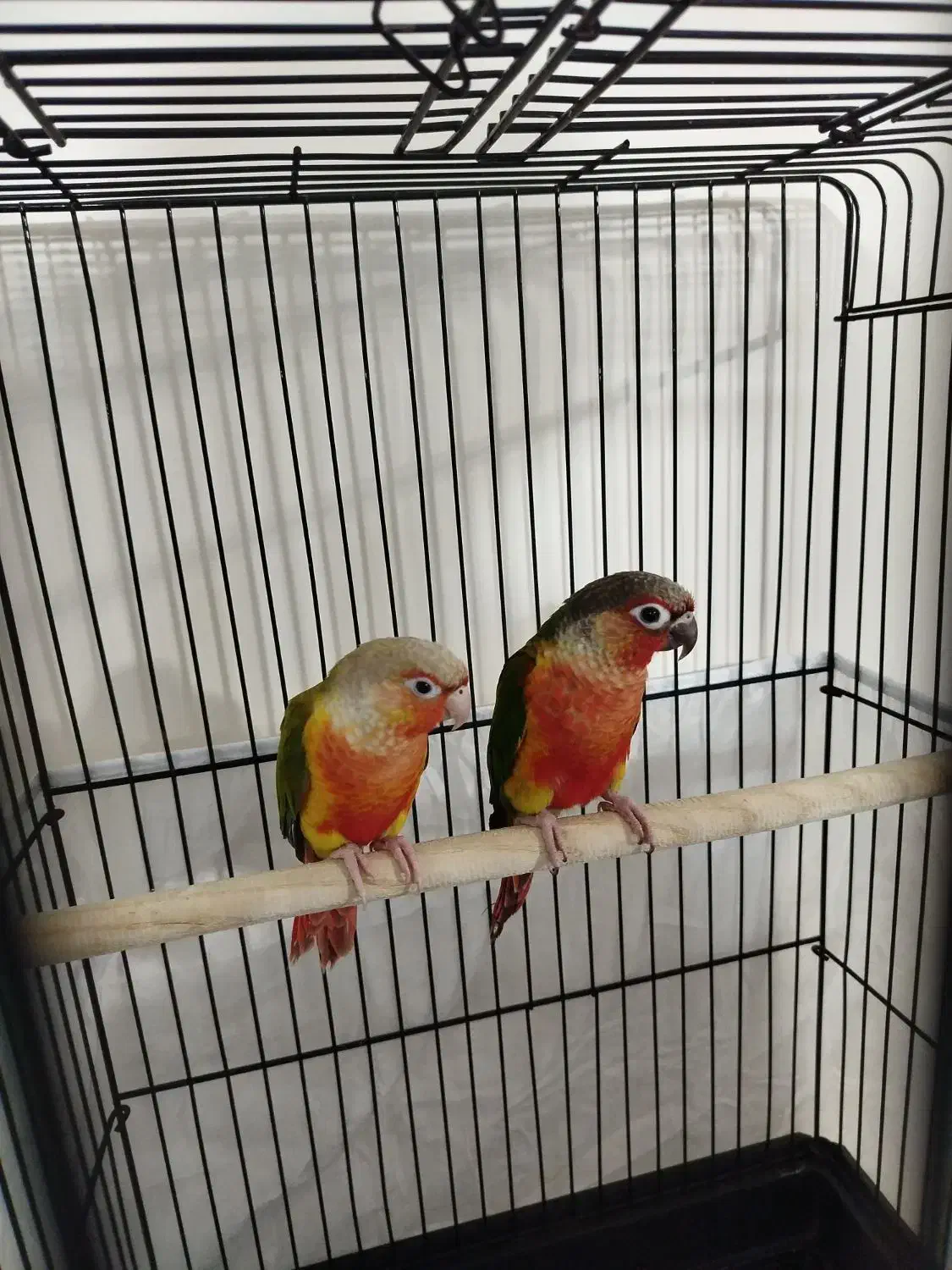 جفت گرینچیک دبل رد خونی|پرنده|تهران, تهرانپارس شرقی|دیوار