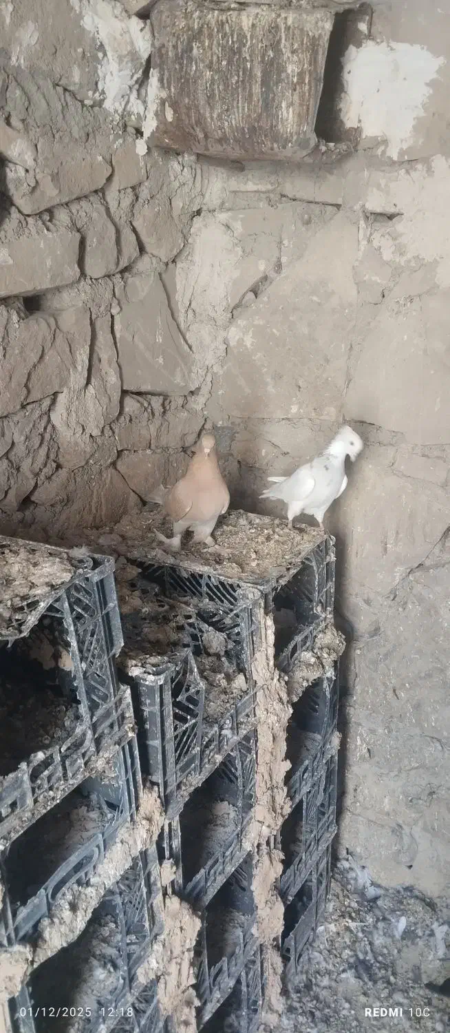 طوق الماسی با زرد کاکلی پاپر هر دو ماده|پرنده|دهدشت, |دیوار