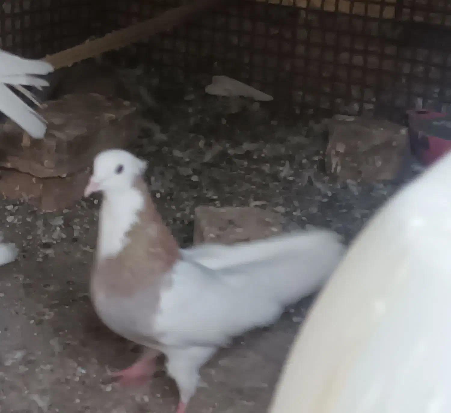 کفتر طوقی|پرنده|بم, |دیوار