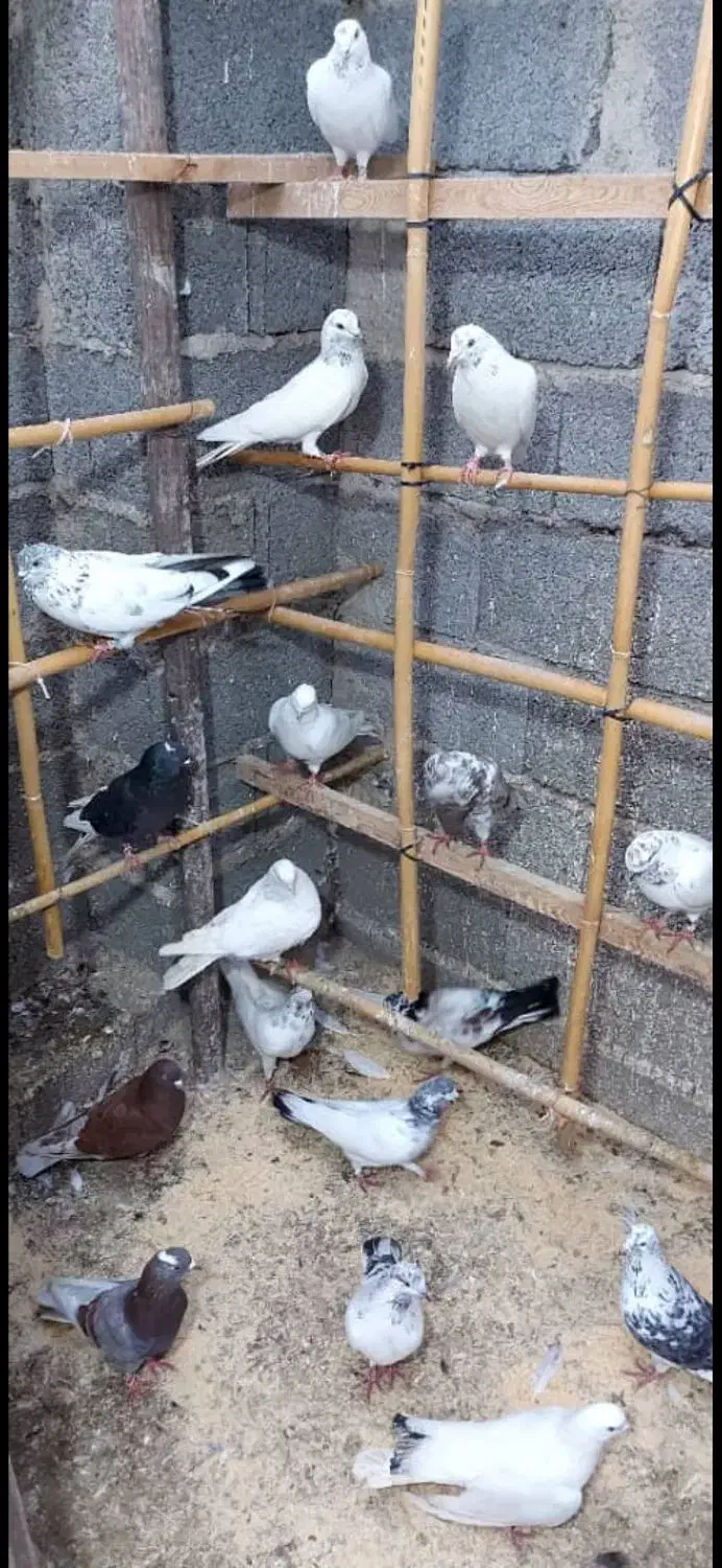 کبوتر پرشی|پرنده|رشت, بیجارپس|دیوار