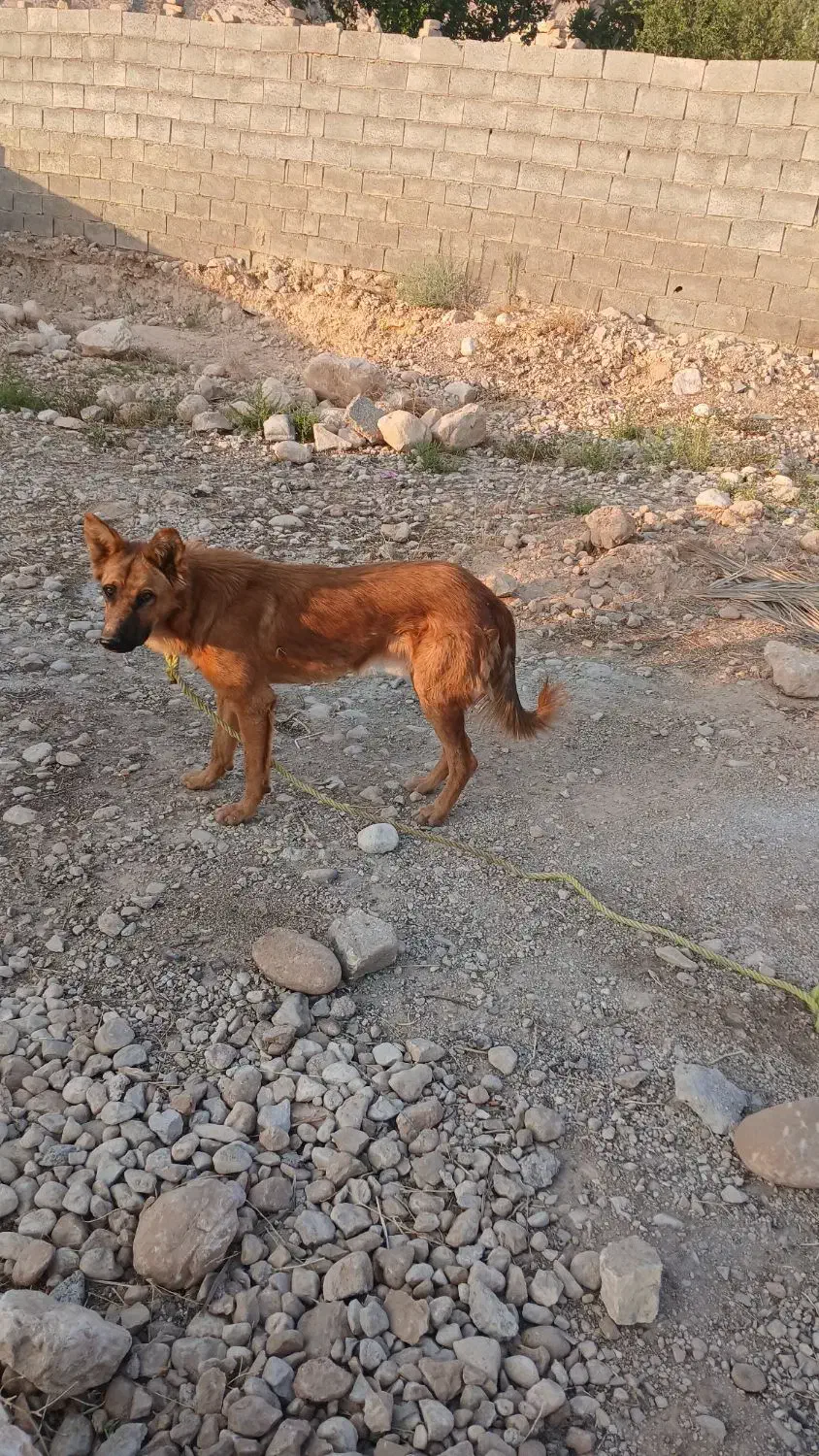 فروش سگ نگهبان یک ساله|سگ|فیروزآباد (فارس), |دیوار