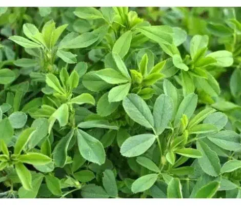 یونجه|خوردنی و آشامیدنی|کاشان, دشت لتحر|دیوار