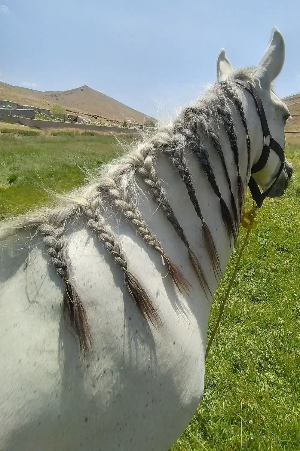 اسب مادیان|اسب و تجهیزات اسب‌سواری|ورامین, ورامین|دیوار