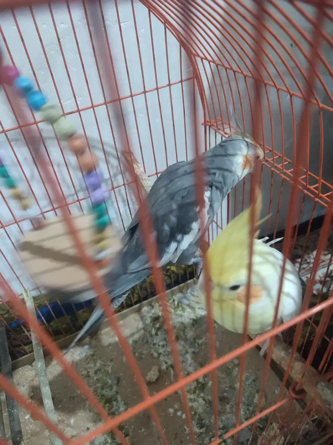 فروش عروس هلندی|پرنده|علی‌آباد کتول, |دیوار