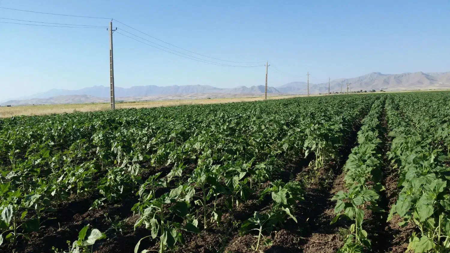 زمین کشاورزی|فروش دفتر صنعتی، کشاورزی، تجاری|روانسر, |دیوار