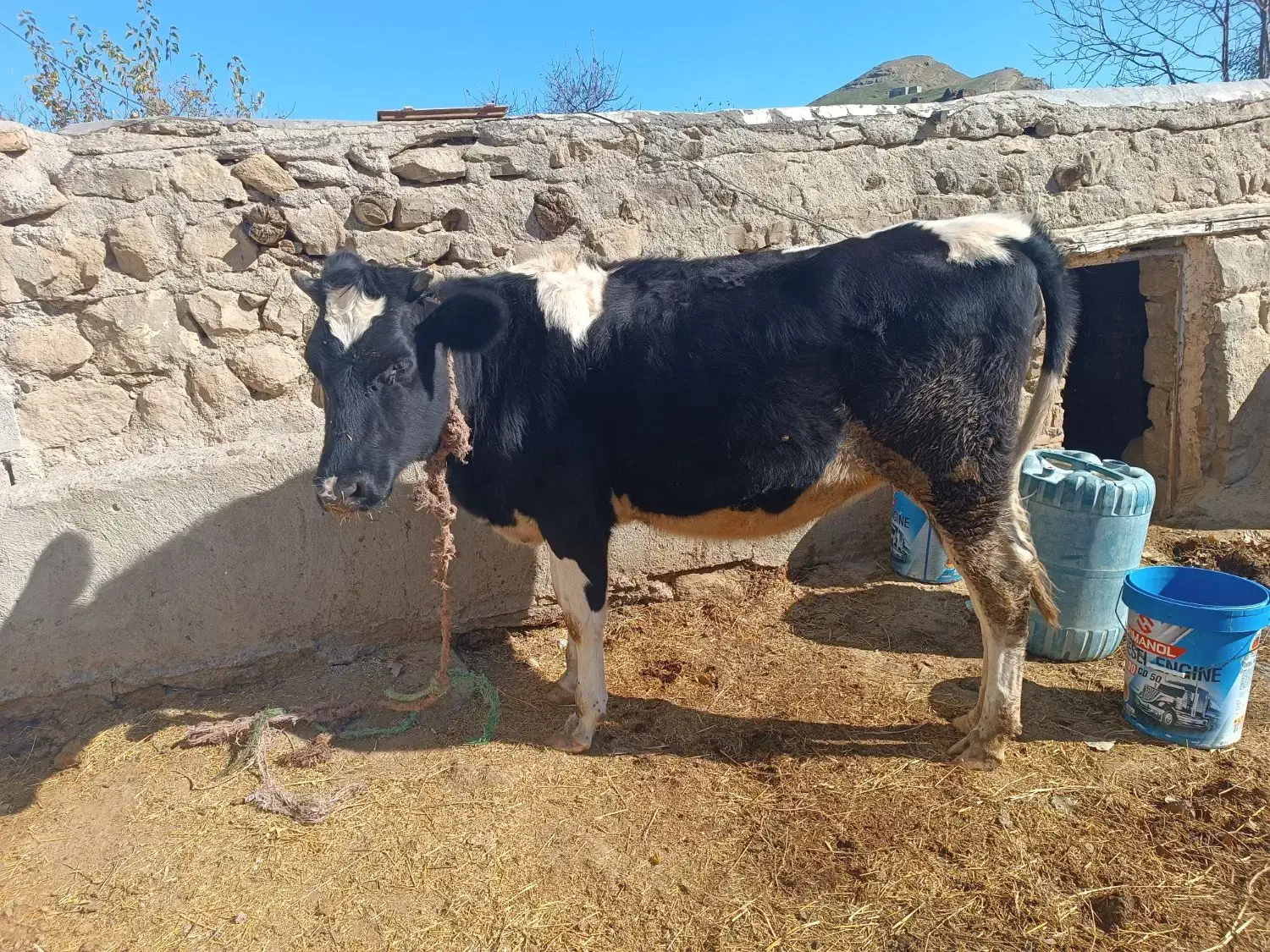 یک عدد گوساله هولشتاین اصل هفت ماه آبستن|حیوانات مزرعه|انگوت, |دیوار