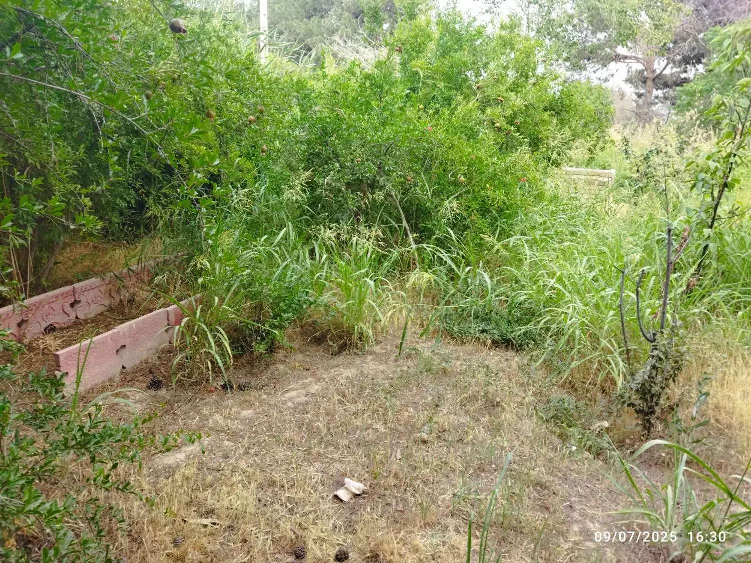 باغ باغچه ۶۵۰ متری نظام آباد خیابان درختی|فروش زمین و ملک کلنگی|اسلام‌شهر, کاشانک|دیوار