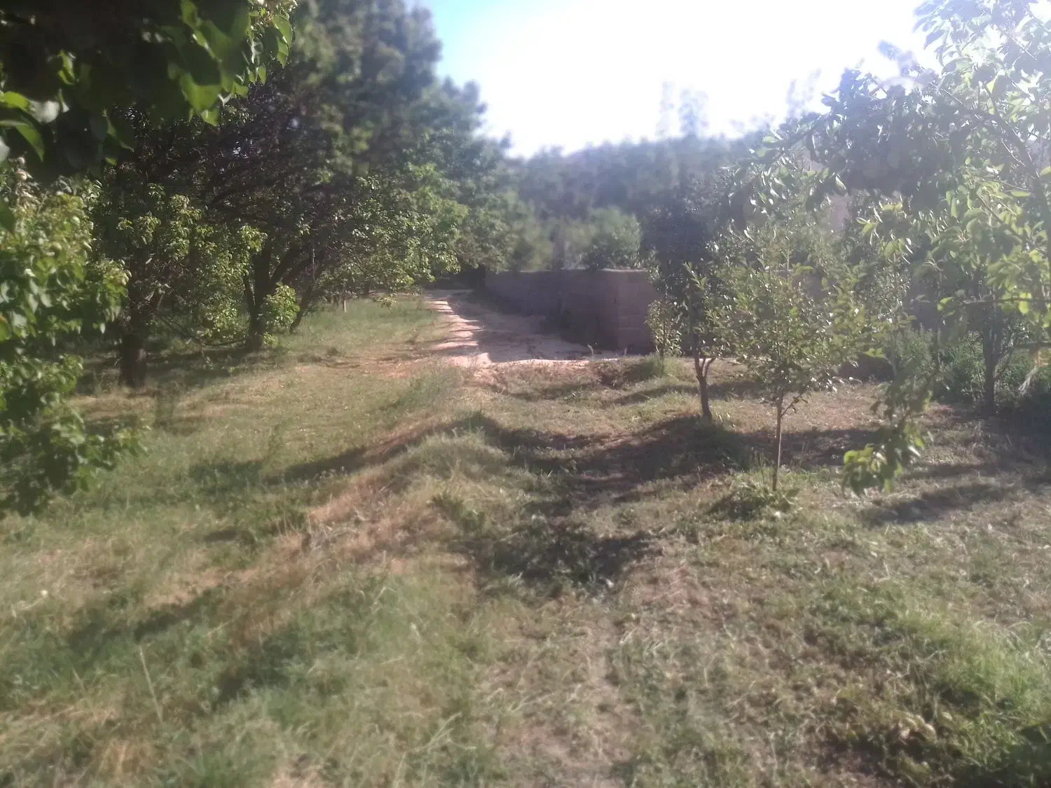 باغ فروشی|فروش دفتر صنعتی، کشاورزی، تجاری|مشهد, کارده|دیوار