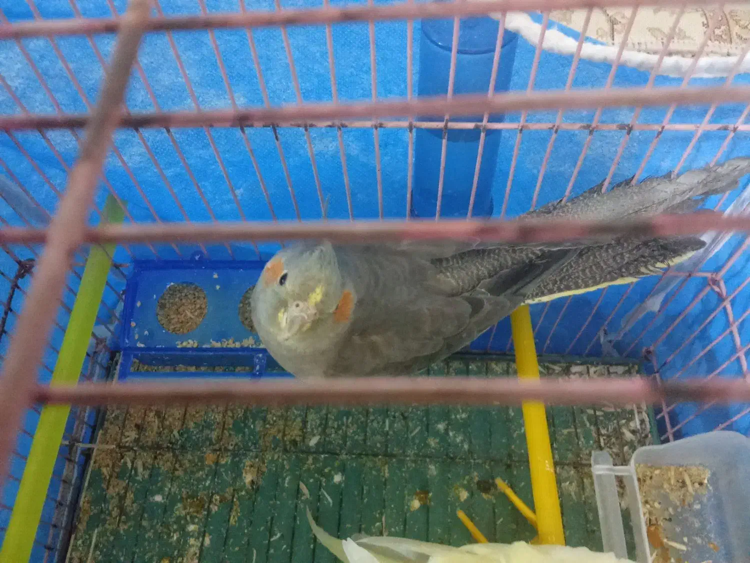 عروس هلندی سالم خونگی ماده|پرنده|شبانکاره, |دیوار