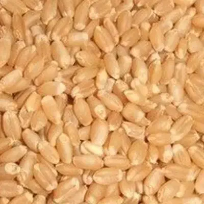 گندم دیمه|گل و گیاه طبیعی|تربت جام, کشتارگاه|دیوار