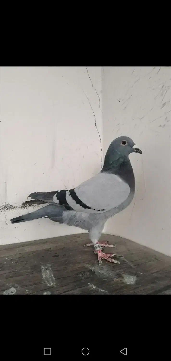 کبوتر پلاکی آلمانی مسافتی.پرشی . پولکی چاپی .سبز|پرنده|مشهد, آزادشهر|دیوار
