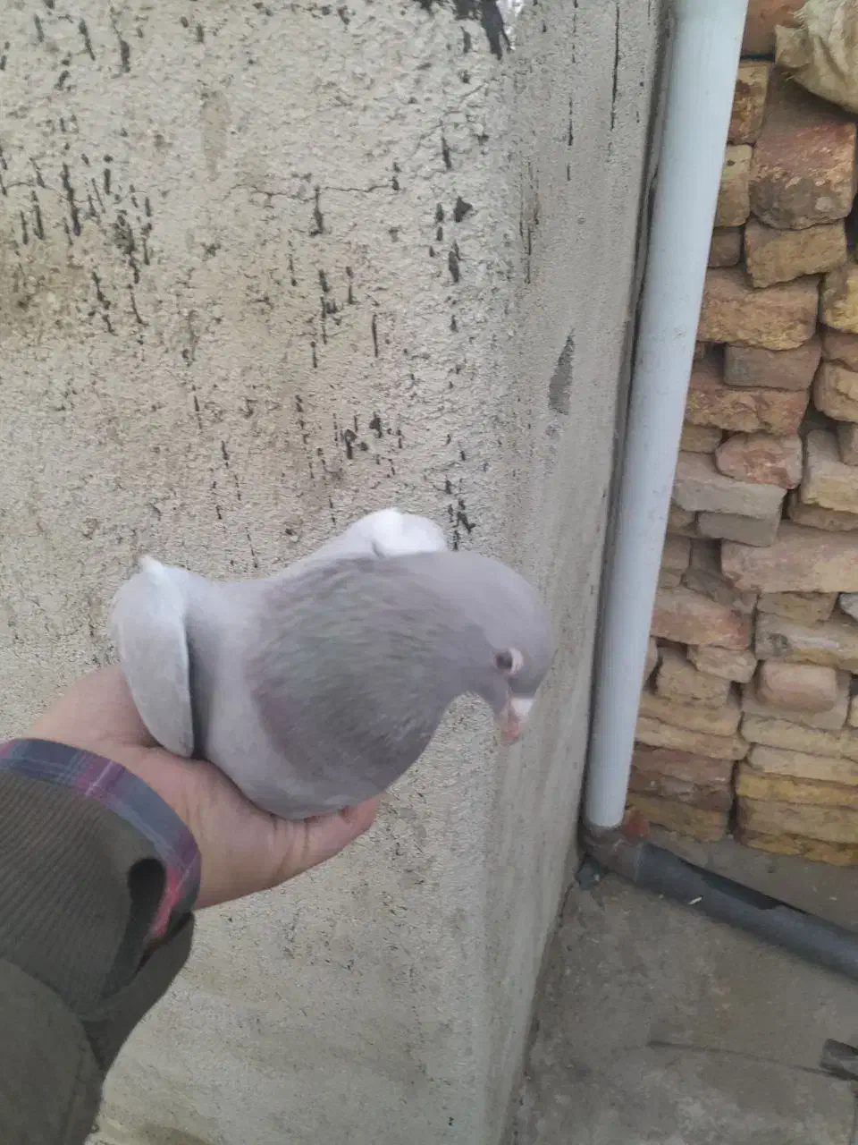 کبوتر|پرنده|اسدآباد, |دیوار