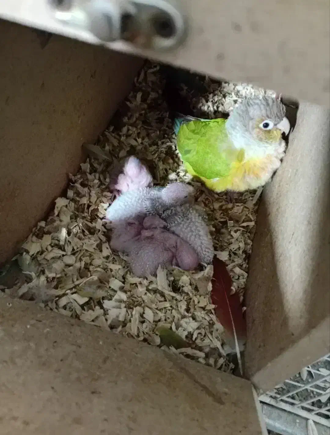 گرینچیک یلوساید مولدواقعی|پرنده|قائمشهر, |دیوار