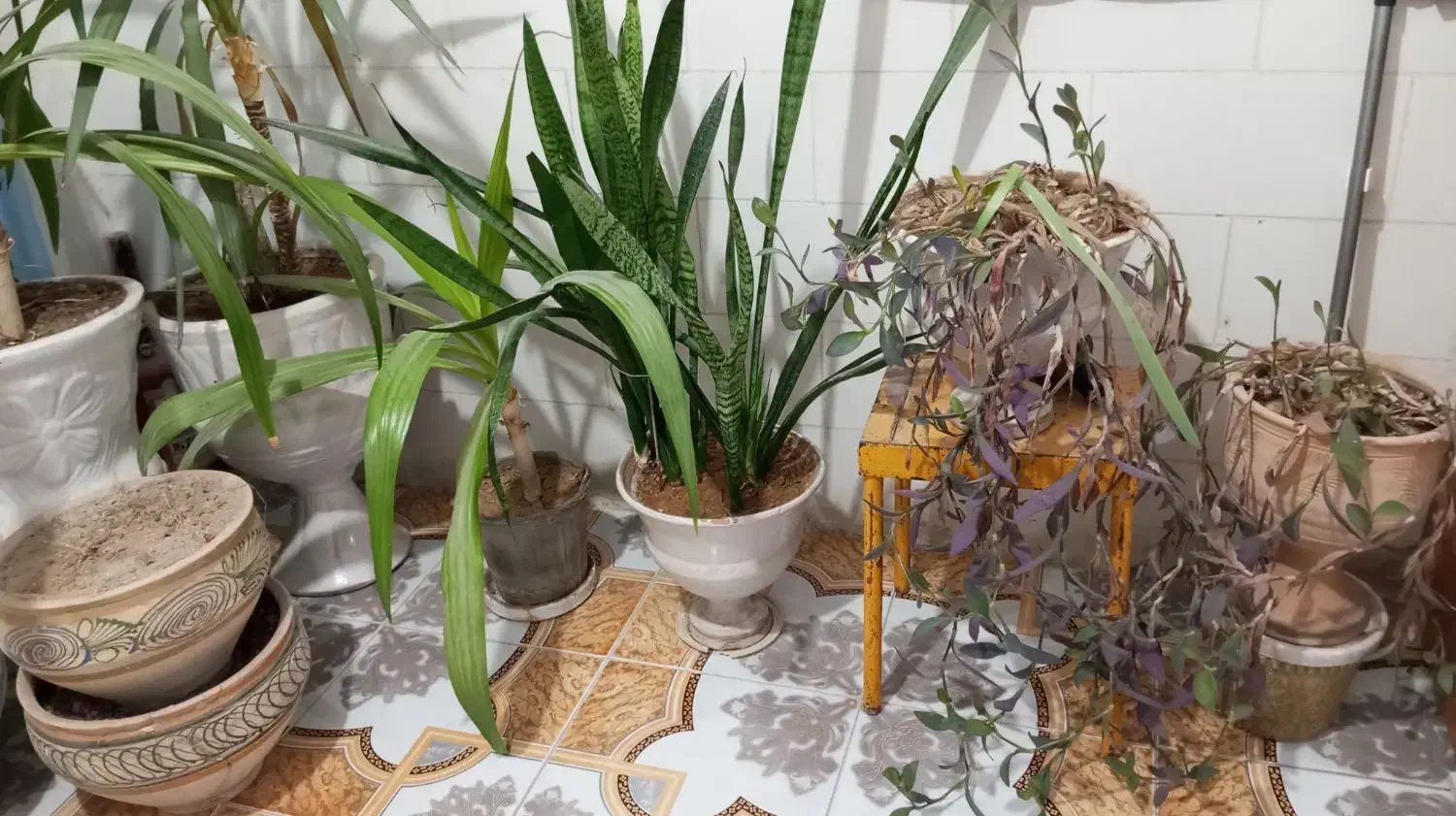 گلدون|گل و گیاه طبیعی|دلوار, |دیوار