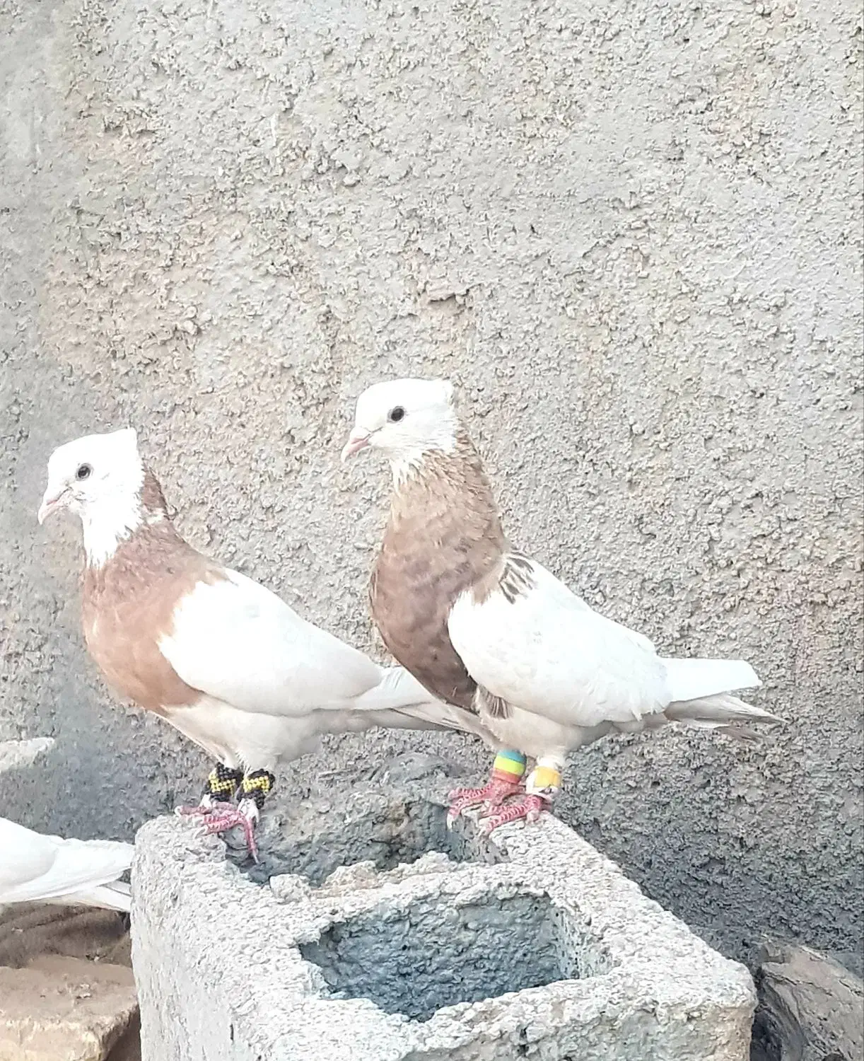 طوقی|پرنده|سیرجان, |دیوار