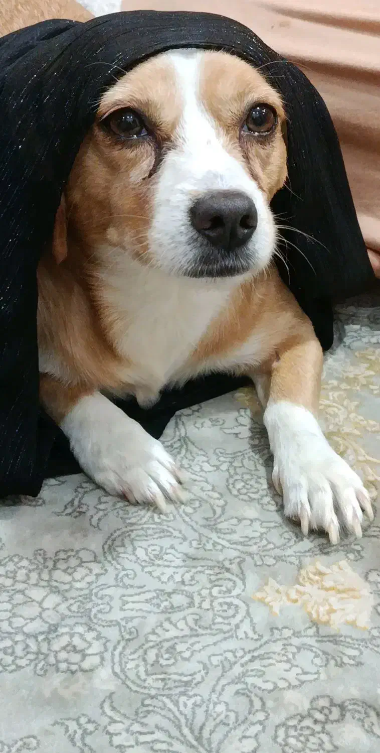 واگذاری سگ خونگی|سگ|اهواز, گلستان|دیوار