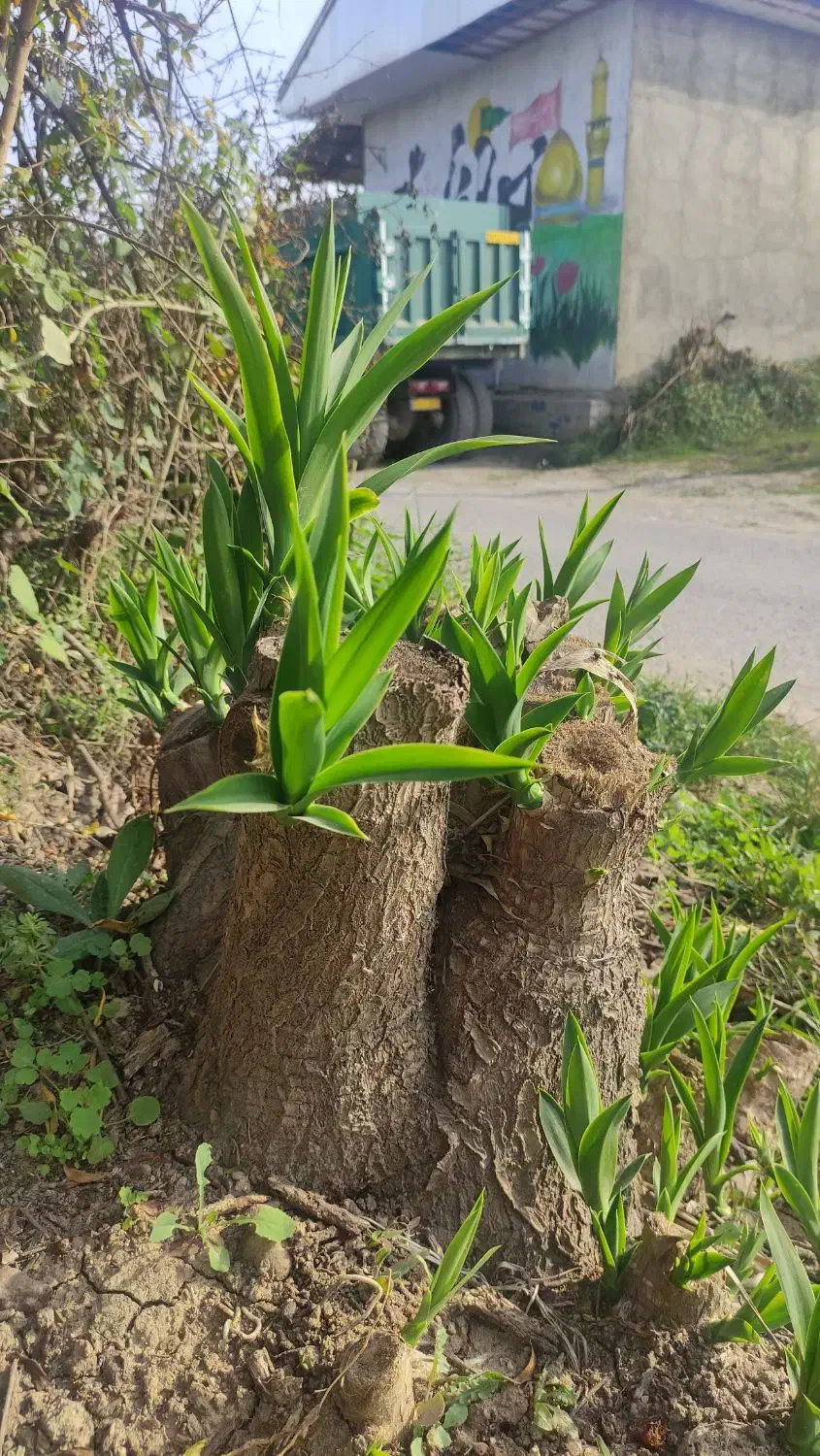 فروش فوری گل یوکا آماده|گل و گیاه طبیعی|بابل, |دیوار