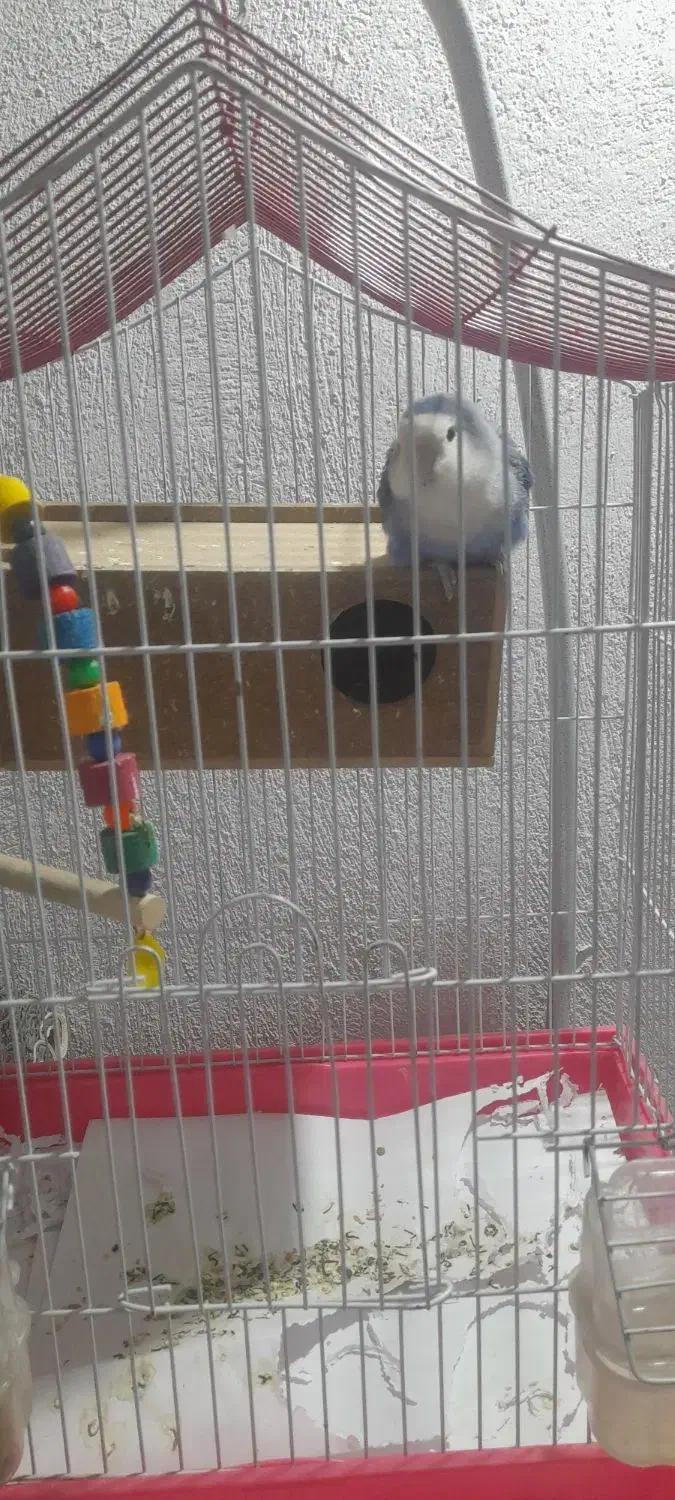 طوطی برزیلی|پرنده|ری, سیزده آبان|دیوار