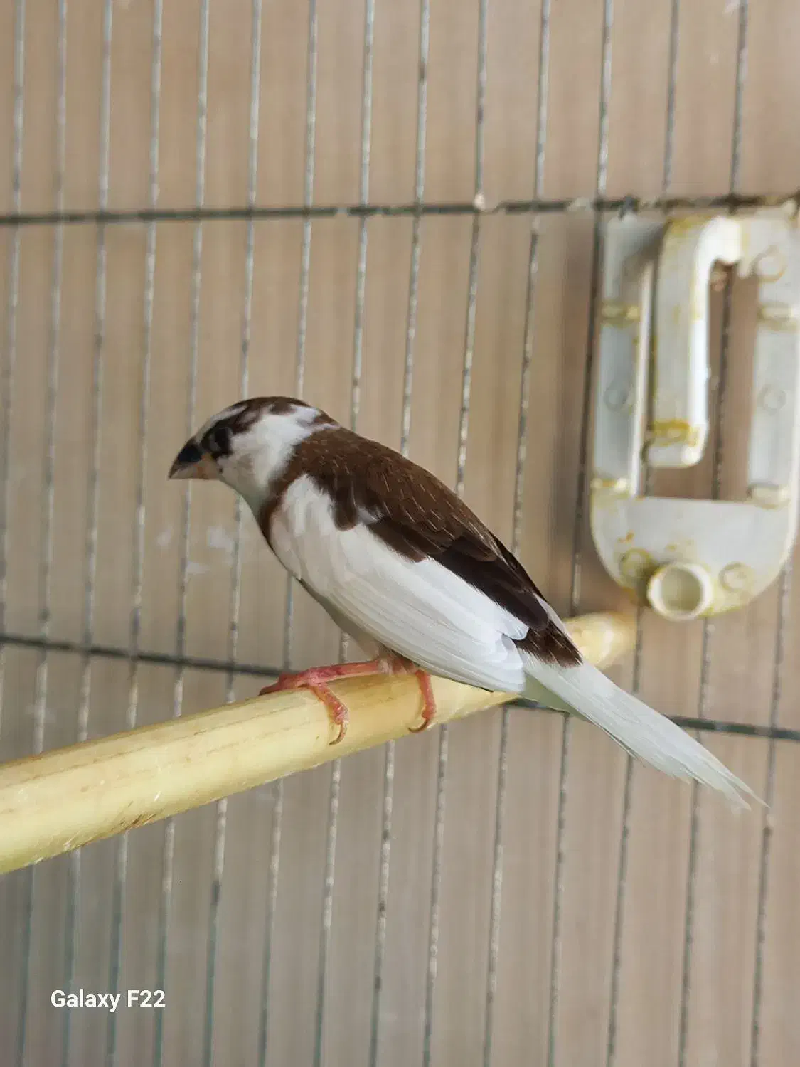 فنچ بنگالی نر|پرنده|هشتگرد, تهران دشت|دیوار