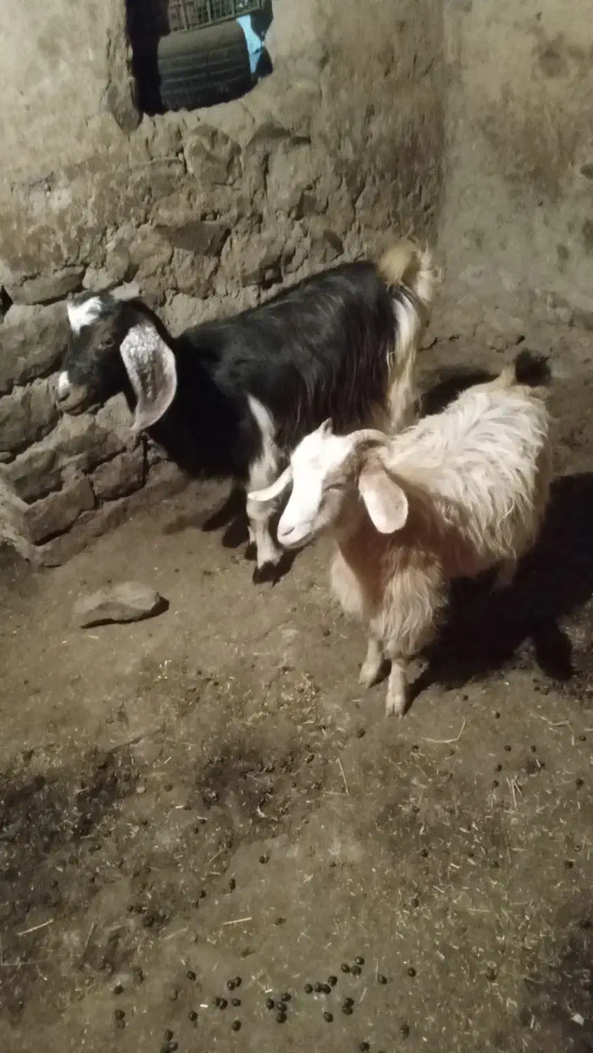 بز ماده|حیوانات مزرعه|گرمی, |دیوار