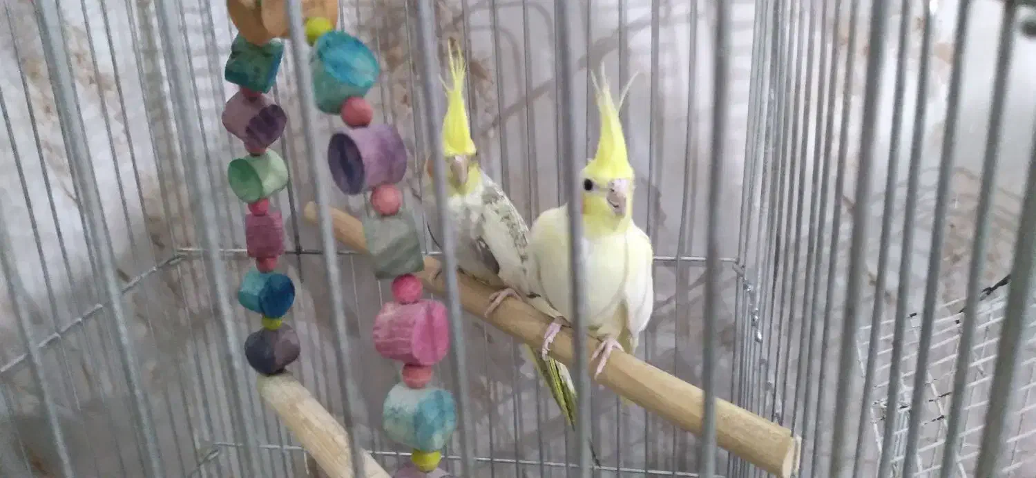 عروس هلندی مولد و نژاد دار|پرنده|مشکیندشت, |دیوار