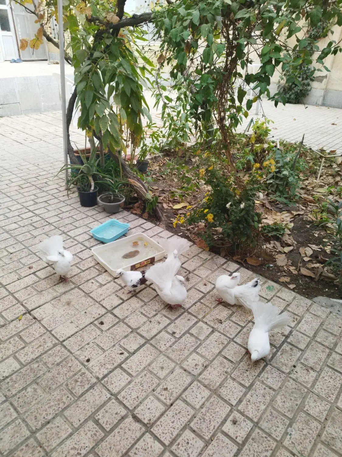 کبوتر|پرنده|مشهد, بهارستان|دیوار