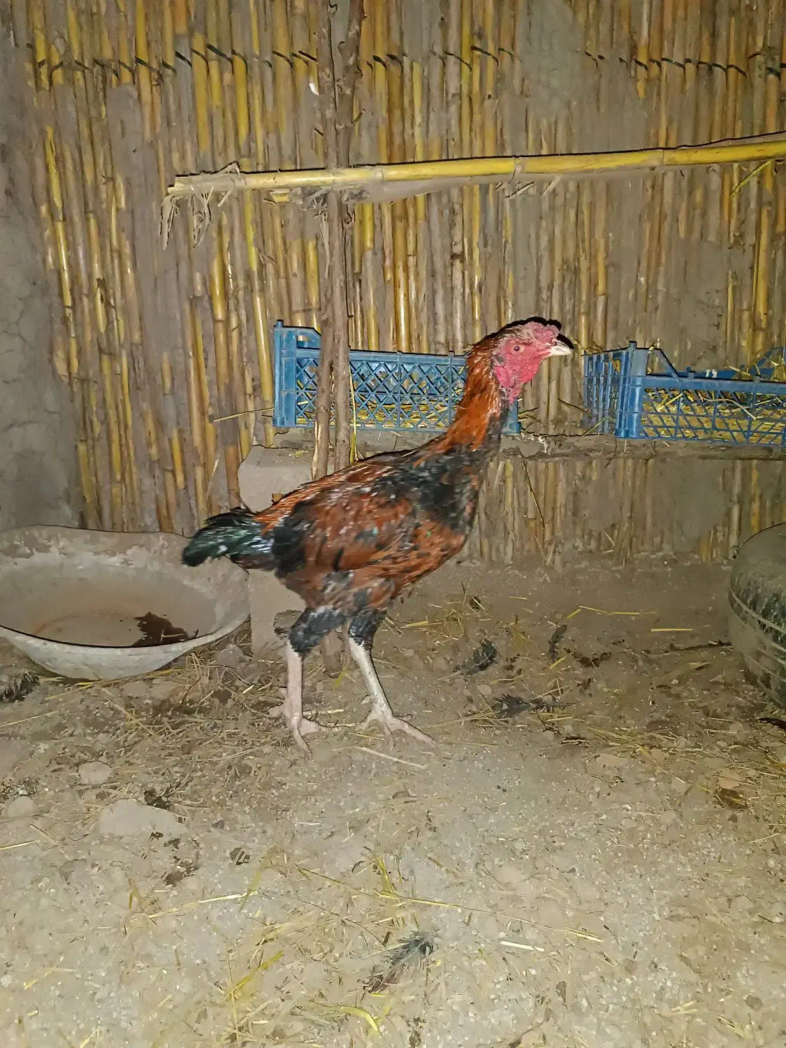 مرغ محلی وخروس لاری|حیوانات مزرعه|مزرعه کتول, |دیوار