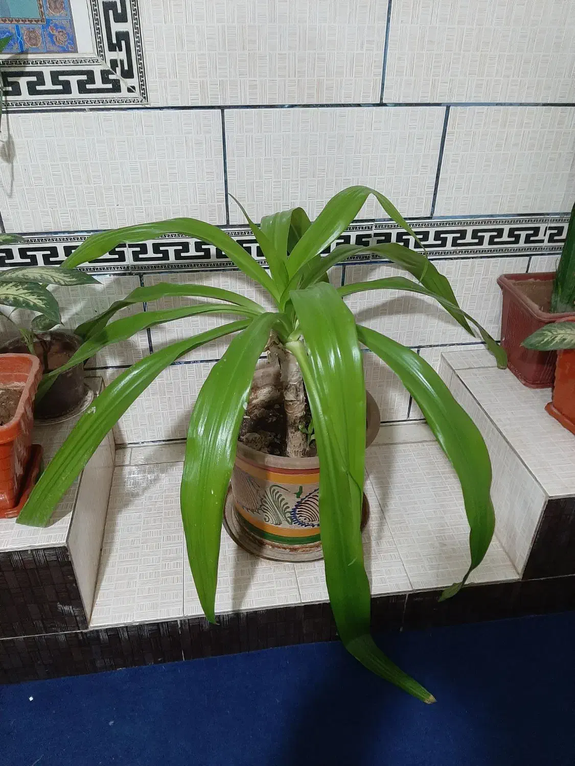 گل زیبا|گل و گیاه طبیعی|یاسوج, |دیوار