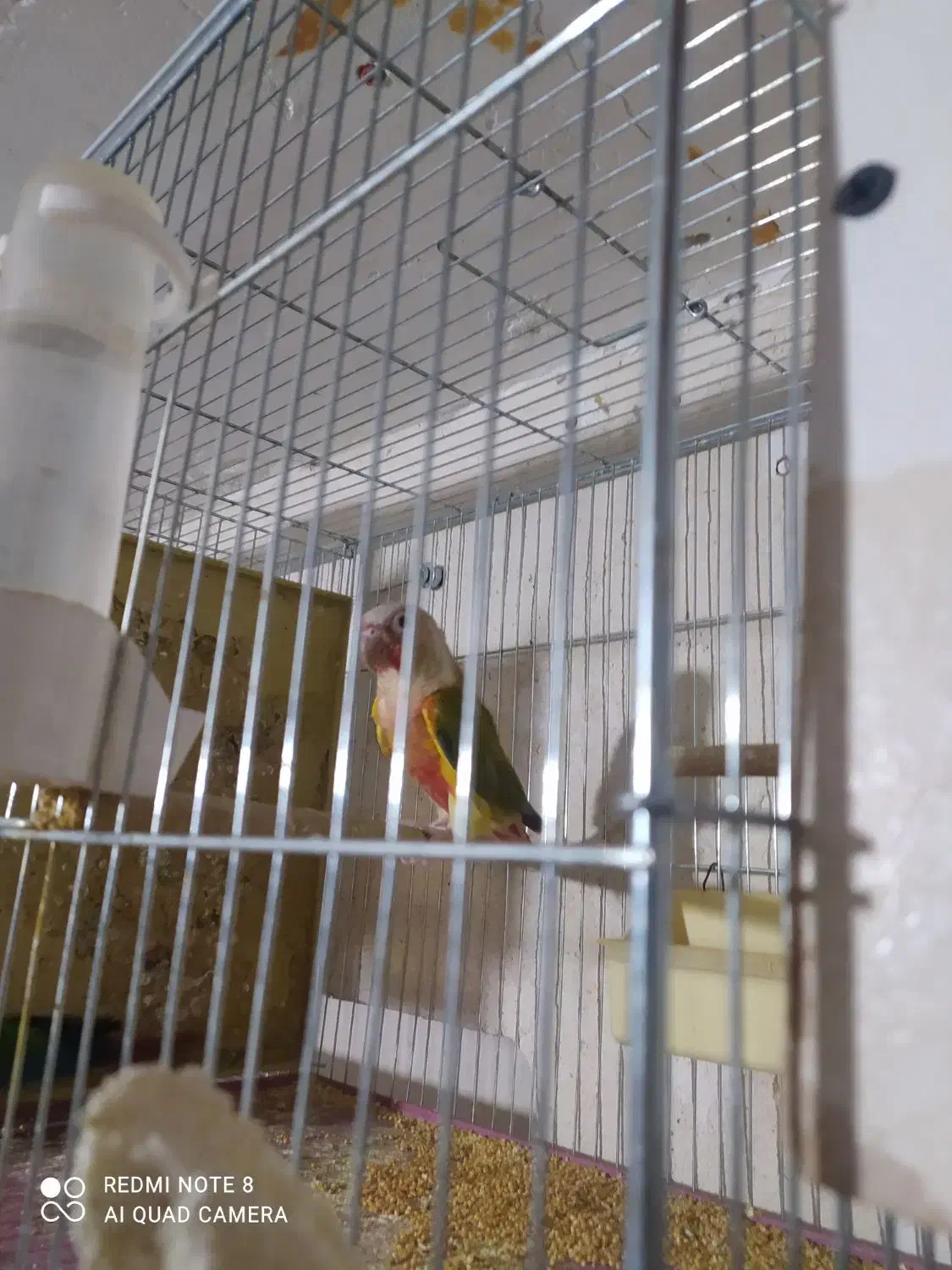 گرینچیک نر معاوضه با گرینچیک ماده|پرنده|تاکستان, |دیوار