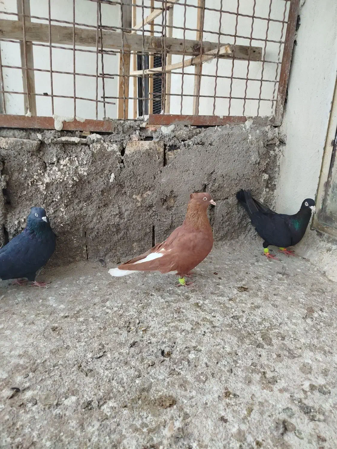 کبوتررنگی|پرنده|کوهین, |دیوار