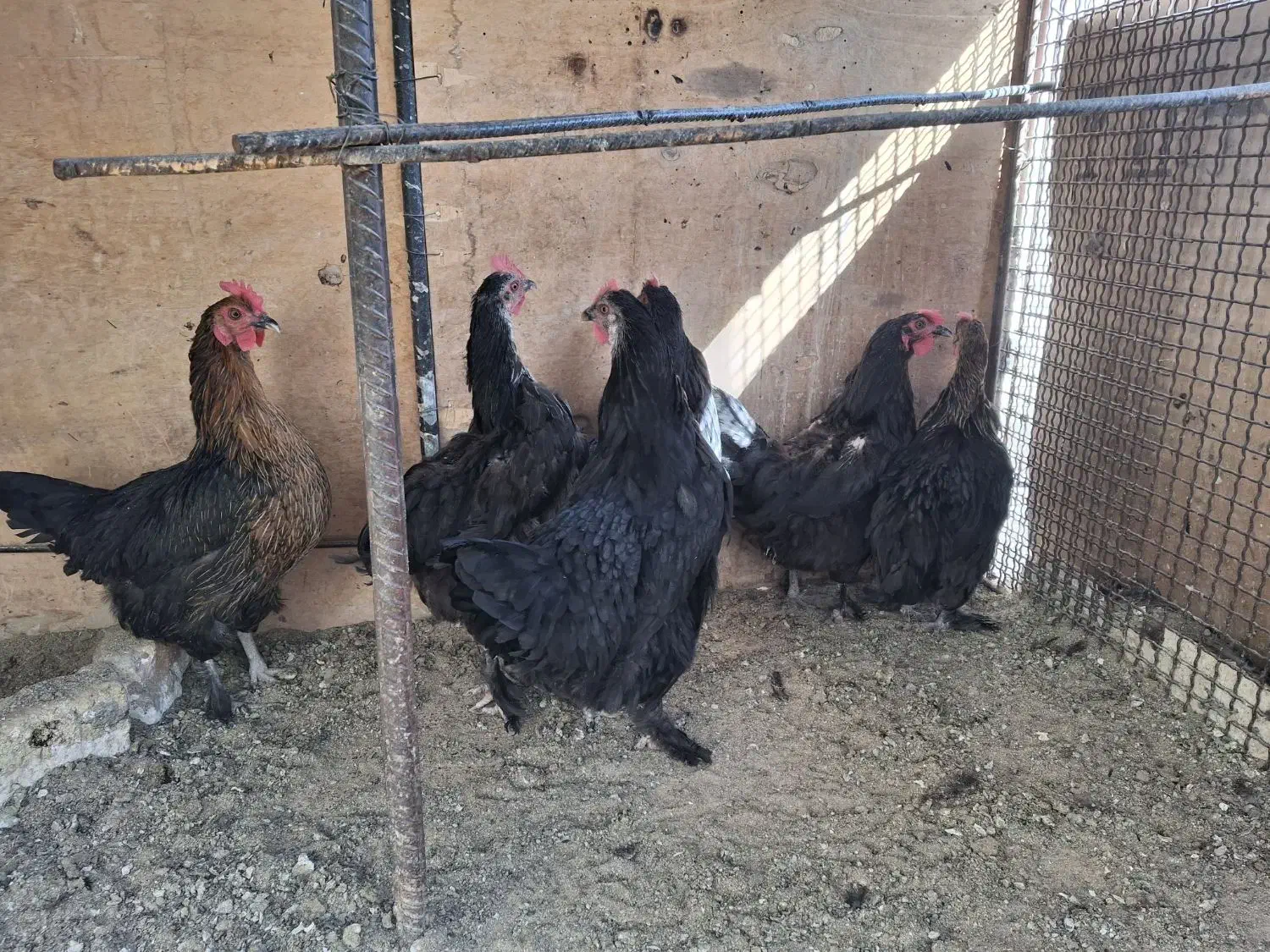 مرغ رسمی تخم کن|حیوانات مزرعه|ری, سیزده آبان|دیوار