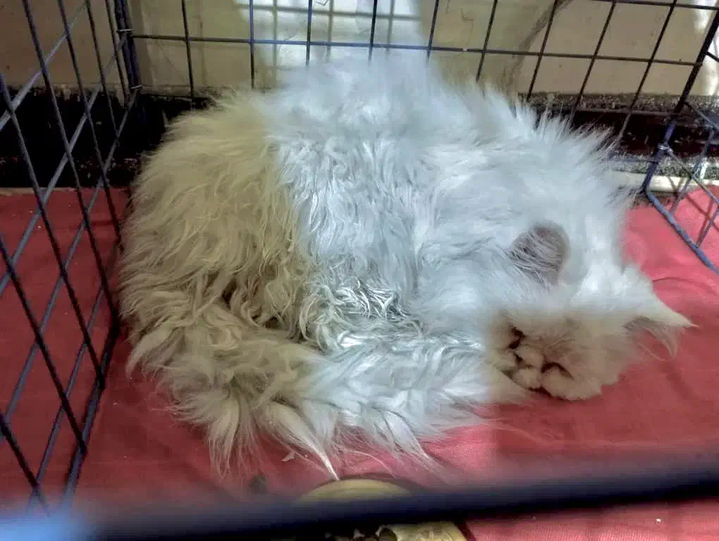 گربه پرشین نر عقیم شده|گربه|کرمان, |دیوار