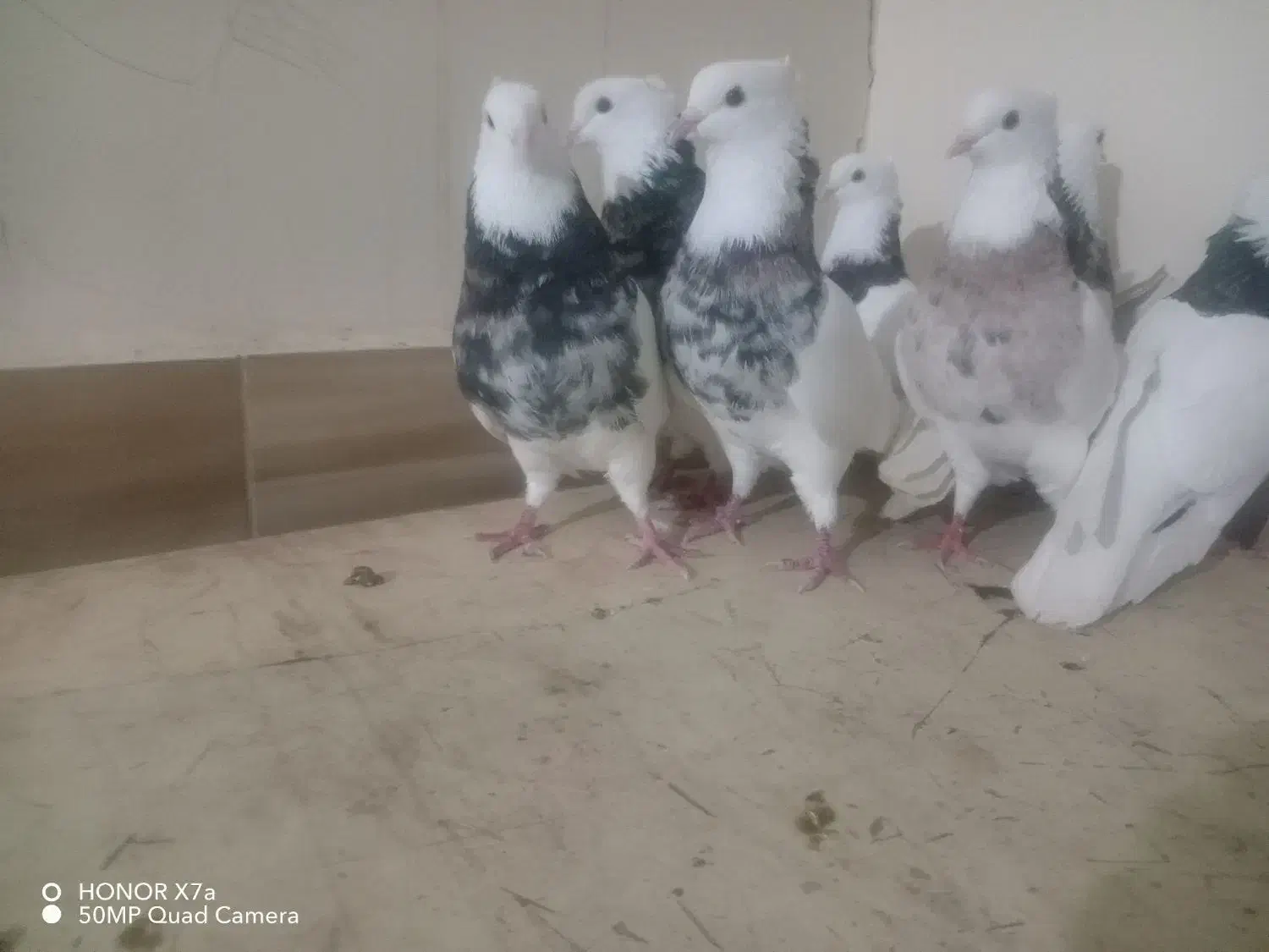 کبوتر توقی هفت رنگ|پرنده|شادگان, |دیوار