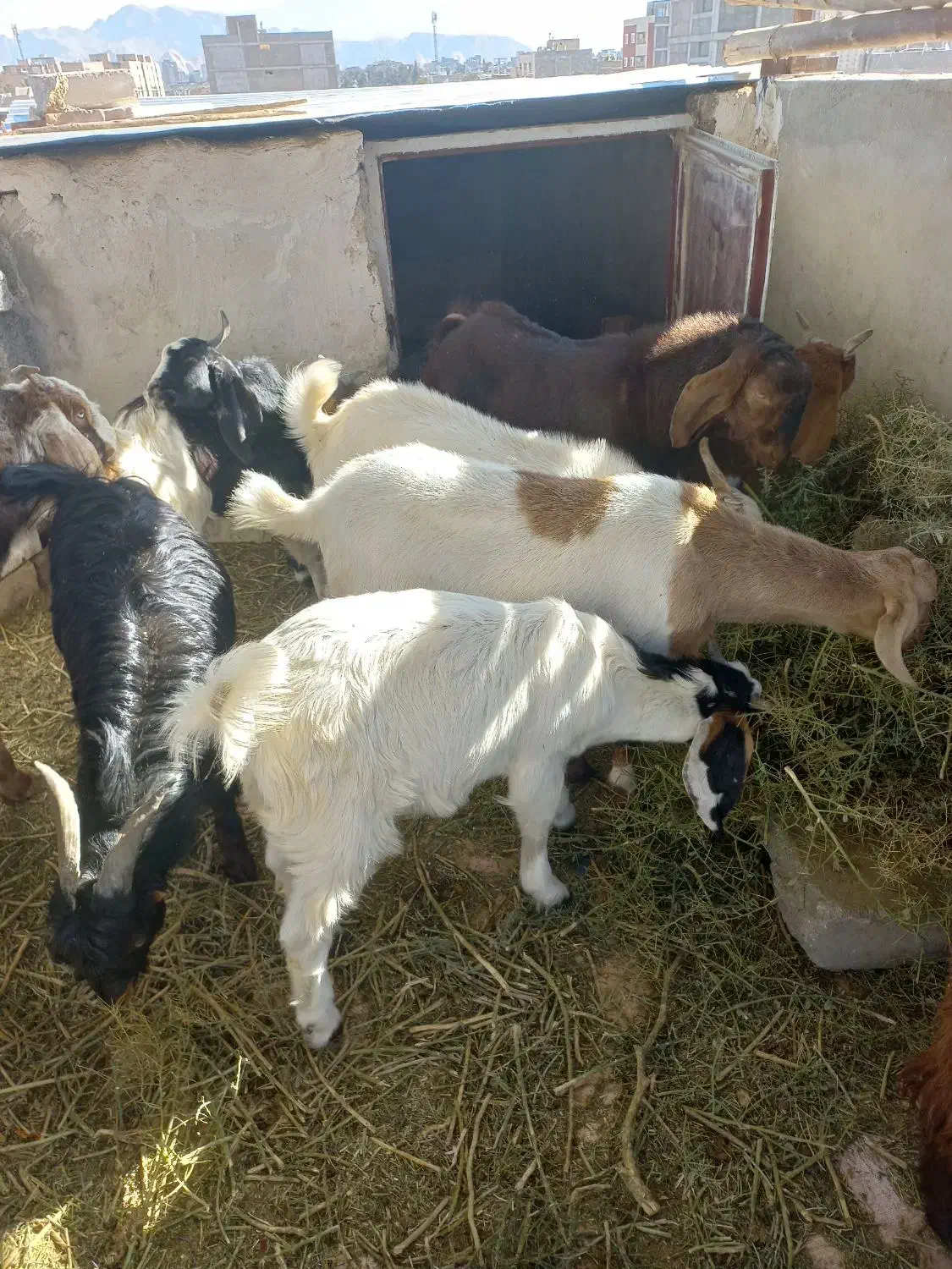 ۹عدد کره نر شیک وزن حدود ۲۵ کیلو|حیوانات مزرعه|کرمان, |دیوار