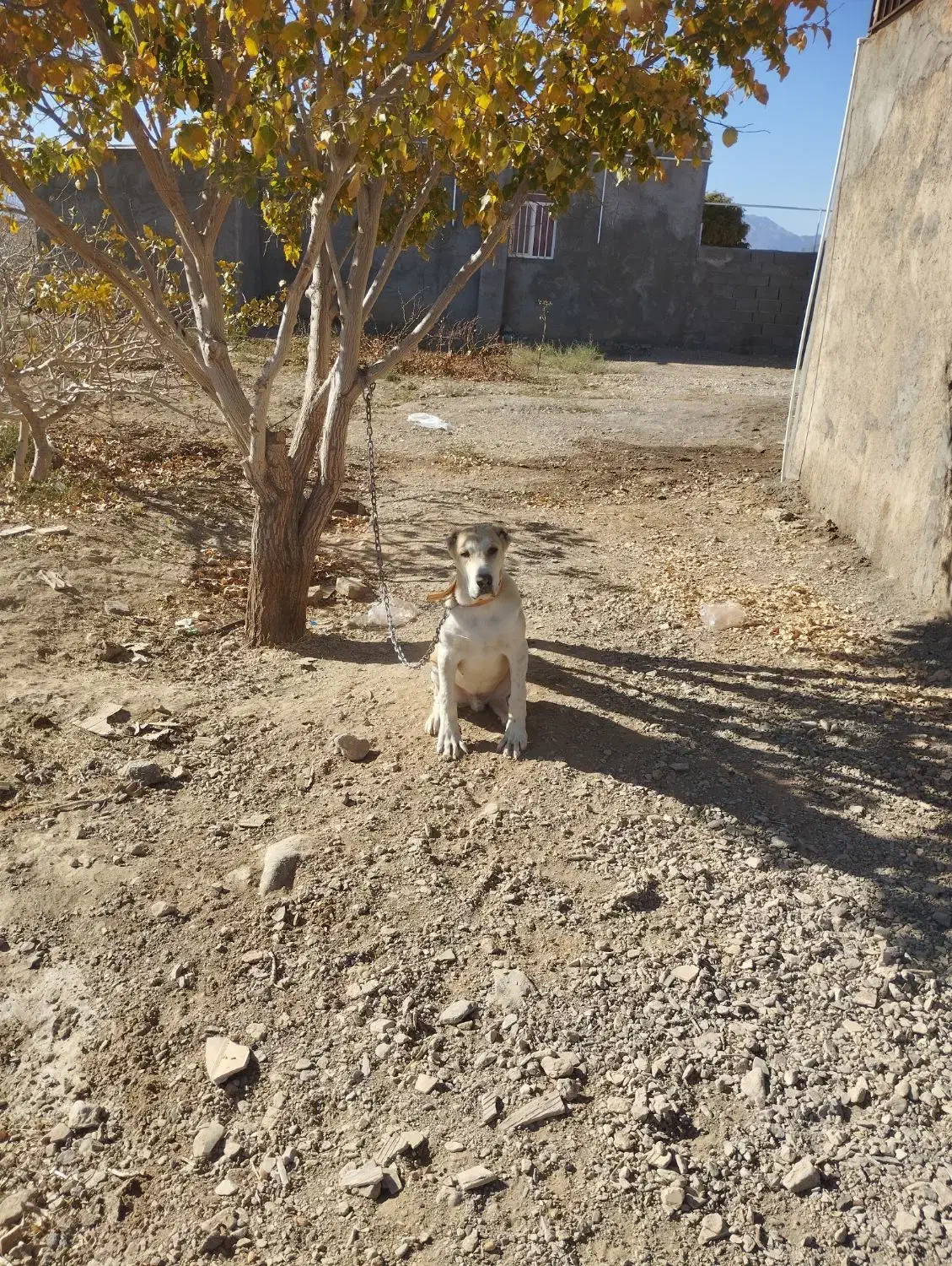 توله ی الابای|سگ|سیرجان, |دیوار