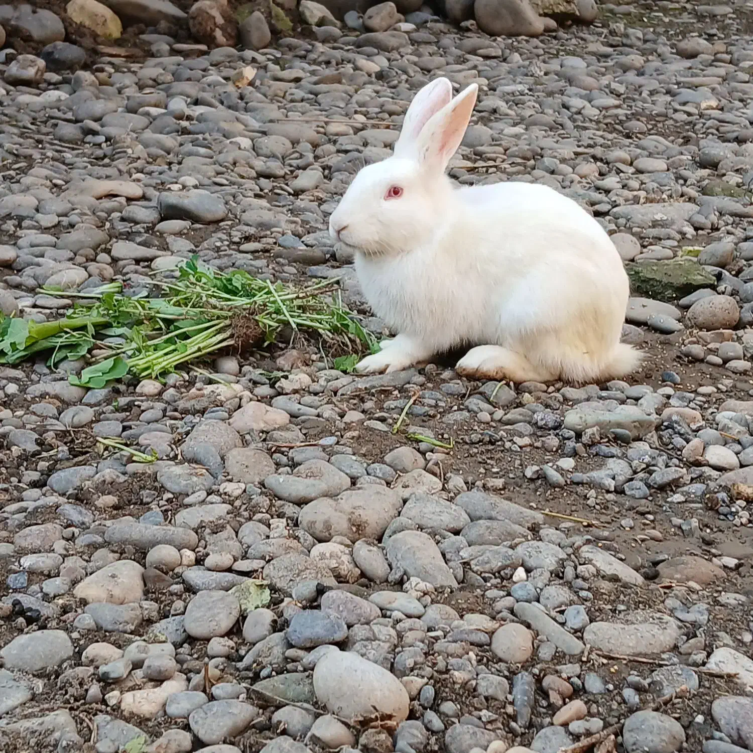 خرگوش|موش و خرگوش|رشت, حومه رشت|دیوار