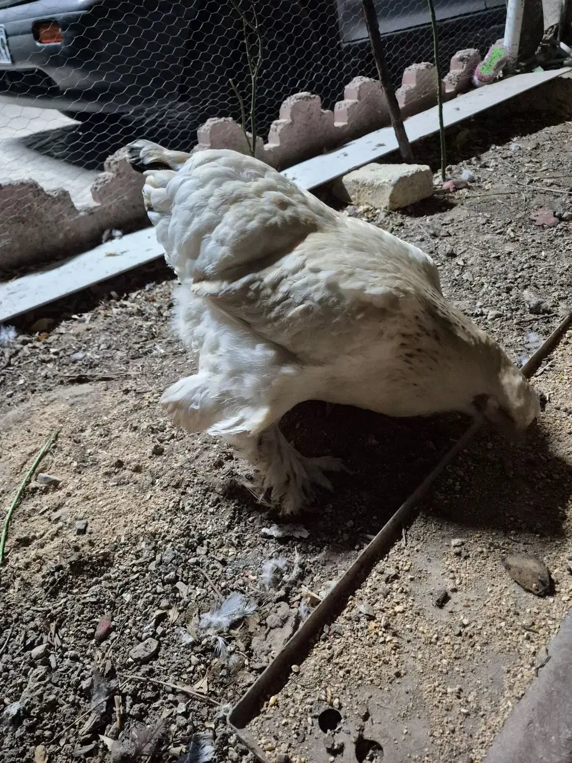 مرغ برهما کرچ|حیوانات مزرعه|آبیک, |دیوار